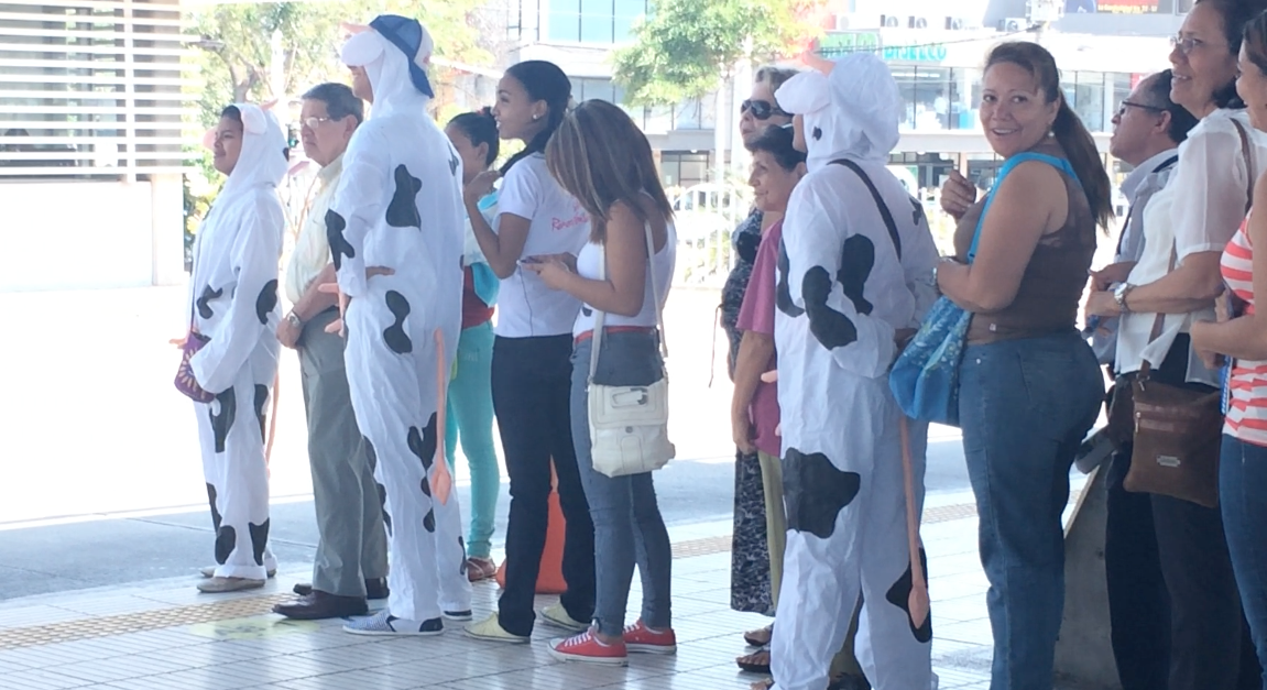 Actores vestidos de vacas fueron los encargados de dramatizar la enseñanza de cultura ciudadana a los pasajeros de Transmetro.